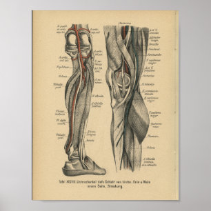 Vintage-1888-deutscher-Anatomie-Druck Bein Knie Poster