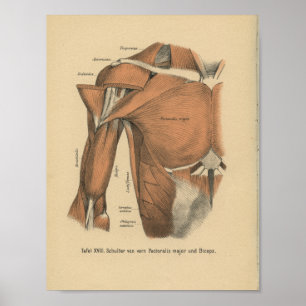 Vintage-1888-Deutscher-Anatomie-Druck Brustmuskeln Poster