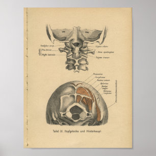 Vintage-1888-Deutscher-Anatomie-Druck Halswirbelsä Poster