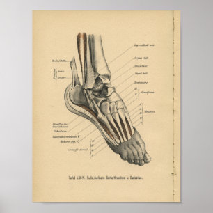 Vintage-1888-Deutscher-Anatomie-Druck Knöchel Fuß Poster