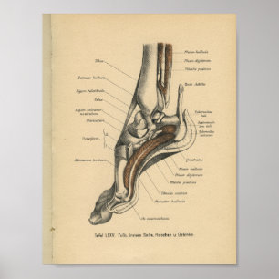 Vintage-1888-Deutscher-Anatomie-Druck Knöchel Fuß Poster