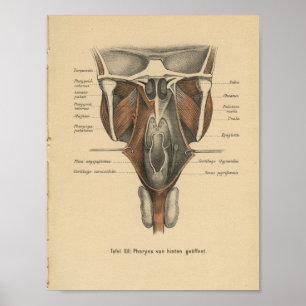 Vintage-1888-Deutscher-Anatomie-Druck Pharynx Poster