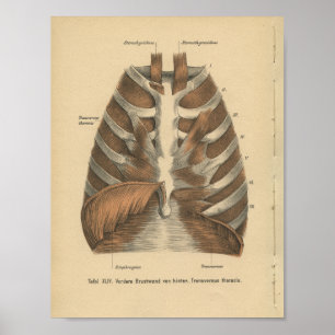 Vintage-1888-Deutscher-Anatomie-Druck-Rippenkäfig Poster