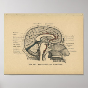 Vintage-1888-Deutscher-Anatomie-Druck Schädel Gehi Poster