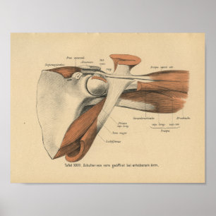 Vintage-1888-Deutscher-Anatomie-Druck Schulter-Mus Poster