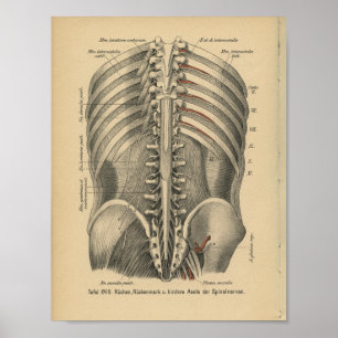 Vintage-1888-Deutscher-Anatomie-Druck Spinalnerven Poster