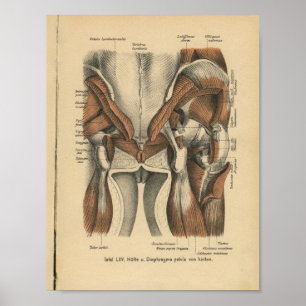 Vintage 1888 deutscher Anatomiedruck Beckenmuskeln Poster
