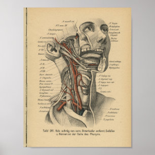 Vintage 1888 deutscher Anatomiedruck Gesicht Hals Poster