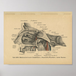 Vintage 1888 deutscher Anatomiedruck Nasennebenhöh Poster