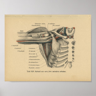 Vintage 1888 deutscher Anatomiedruck Schulter Arm Poster