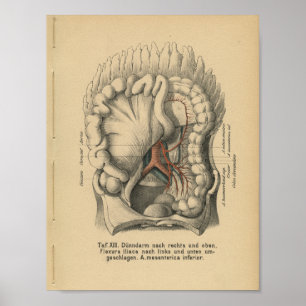 Vintage 1888 German Anatomy Print Abdomen Poster