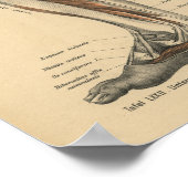 Vintage 1888 German Anatomy Print Leg Foot Poster (Ecke)