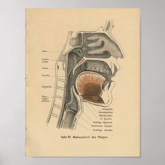 Vintage 1888 German Anatomy Print Neck Poster (Vorne)