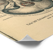 Vintage 1888 German Anatomy Print Skull Base Poster (Ecke)