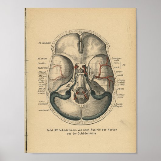 Vintage 1888 German Anatomy Print Skull Base Poster (Vorne)
