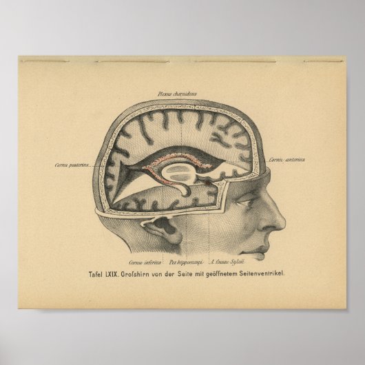 Vintage 1888 German Anatomy Print Skull Brain Poster (Vorne)