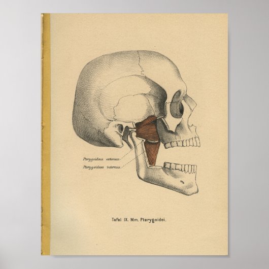 Vintage 1888 German Anatomy Print Skull Muscles Poster (Vorne)