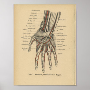 Vintage 1888 German Anatomy Print Wrist Hand Poster