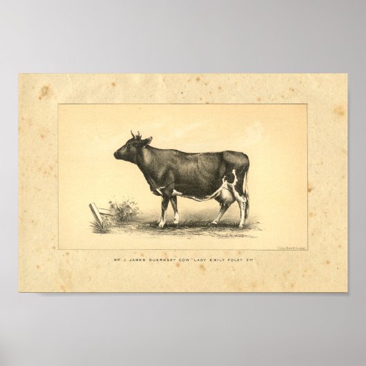 Vintage 1888 Kuh-Druck Poster (Vorne)