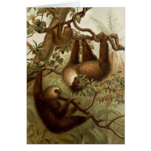 Vintage (1894) - Sloths in einem Baum,