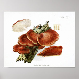 Vintage 1895 Mushrooms Brown Tree Fungus Art Print Poster
