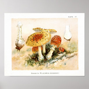 Vintage 1895 Pilze Rot Gelb Kunst Druck Poster