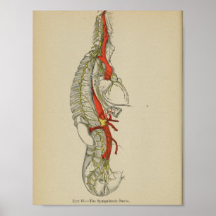 Vintage 1898 Anatomischer Druck des sympathischen Poster