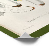 Vintage 1899 Pilze - Kunstdrucke Grüne Kappe Poster (Ecke)