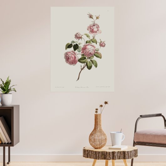 Vintage 18th Century Rose Poster (Wohnzimmer 3)