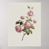 Vintage 18th Century Rose Poster (Vorne)