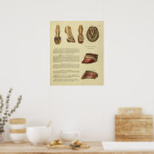 Vintage 1900 Pferdefußballanatomie drucken Poster (Küche)