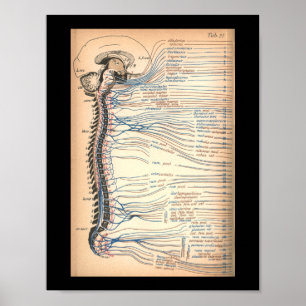 Vintage 1901 Anatomie der Spinalnerven Druck Poster