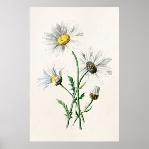 Vintage 1902 Gänseblümchen Alte Wildblumen-Illustr Poster