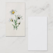 Vintage 1902 Gänseblümchen-alte wilde Visitenkarte (Vorne/Hinten)