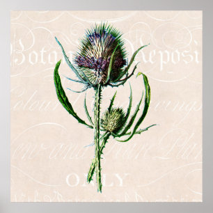 Vintage 1902 Schottische Distel Alte Wilde Blume Poster