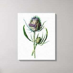 Vintage 1902 Scottish-Distel-Antiken-wilde Blume Leinwanddruck
