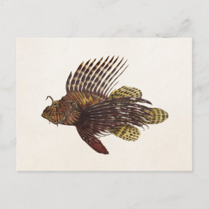 Vintage 1905 Rotfeuerfisch Skorpionfisch Retro Löw Postkarte