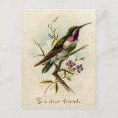 Vintage 1908 Mexican Star Hummingbird Friendship  Postkarte (Vorderseite)