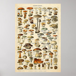 Vintage 1909 Pilze Kunst von Adolphe Millot Poster