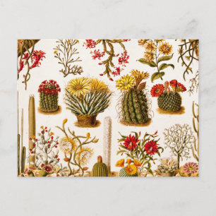 Vintage 1911 Kaktusblüte alte Blumenillustration Postkarte