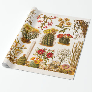 Vintage 1911 Kaktusblüte Alte Florale Illustration Geschenkpapier