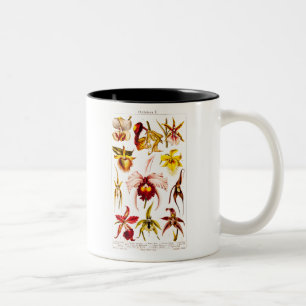 Vintage 1911 Orchideen-Blumen-Illustration Zweifarbige Tasse