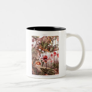 Vintage-1911-Orchideen-Blumensorte-Illustration Zweifarbige Tasse