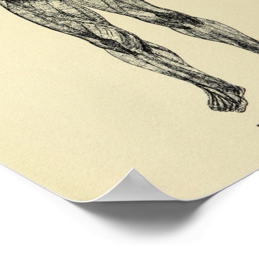 Vintage 1920 Anatomie-Kunstdruckkunst Poster (Ecke)