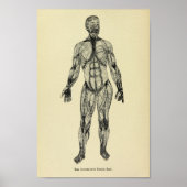 Vintage 1920 Anatomie-Kunstdruckkunst Poster (Vorne)