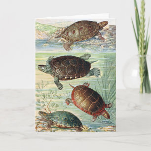 Vintage 1920 Buch Wasserschildkröten Illustration Karte