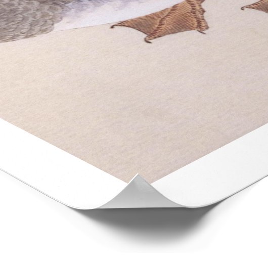 Vintage Abbildung: Bienengans Poster (Ecke)