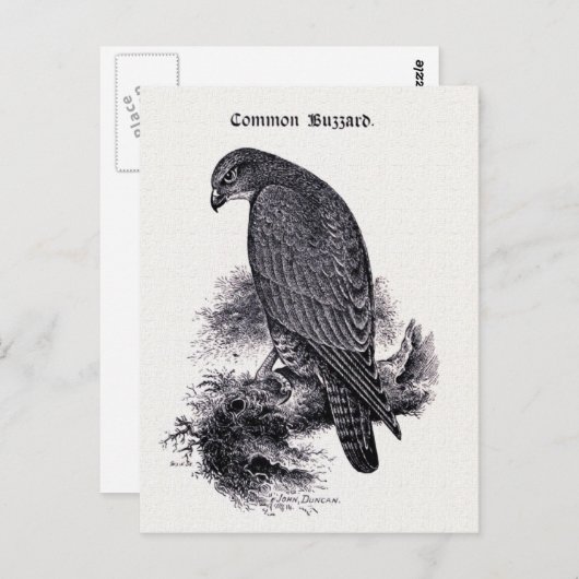 Vintage Abbildung "Common Buzzard" Postkarte (Vorne/Hinten)