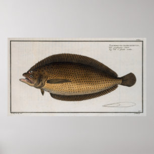 Vintage Abbildung eines Flounder (1785) 2 Poster