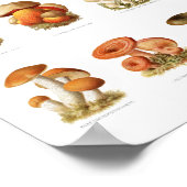 Vintage Abbildung essbare nicht essbare Pilze Poster (Ecke)